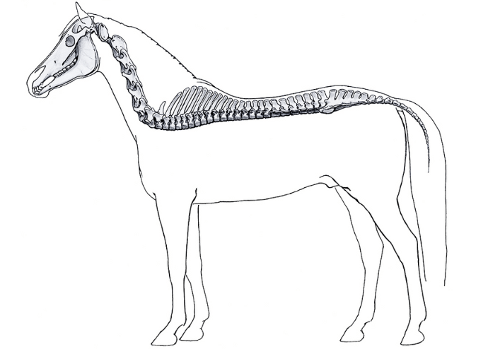 Avaliação da Medula Espinhal em Equinos
